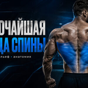 Широчайшая мышца спины: анатомия, функции и упражнения для прокачки