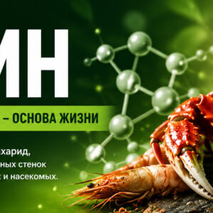 Хитин: что это такое, где содержится и польза для человека