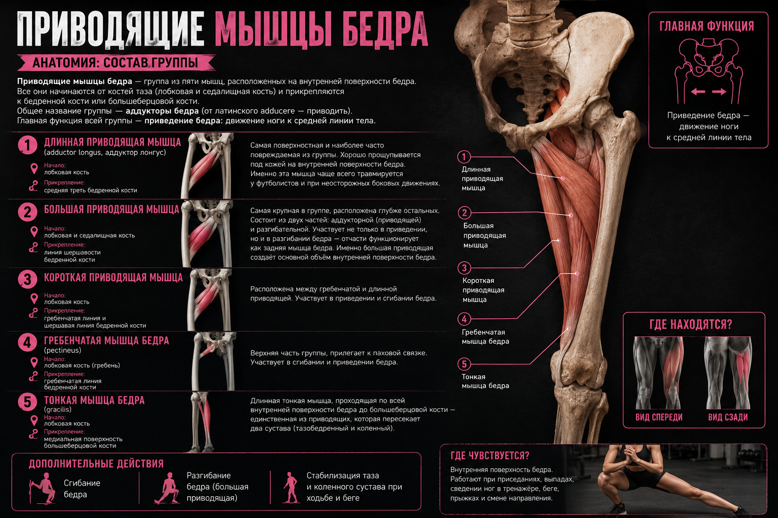 Анатомия приводящих мышц бедра